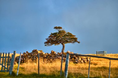 Manzara tierra del fuego Ushuaia yakınındaki küçük bir yerleşim yanında. Sonbaharda Arjantinli Patagonya