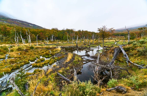 Broken trees and broken branches on the site of beaver dams in the Tierra del Fuego National Park. Argentine Patagonia in Autumn