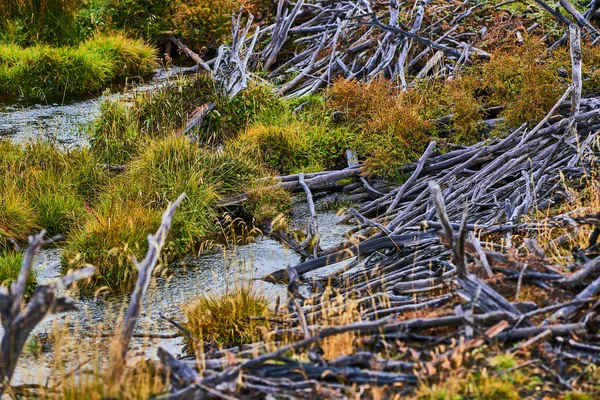 Broken trees and broken branches on the site of beaver dams in the Tierra del Fuego National Park. Argentine Patagonia in Autumn