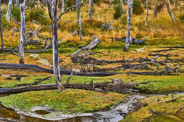 Kırılmış ağaçlar ve Tierra del Fuego Milli parkta kunduz baraj sitesinde kırık dal. Sonbaharda Arjantinli Patagonya