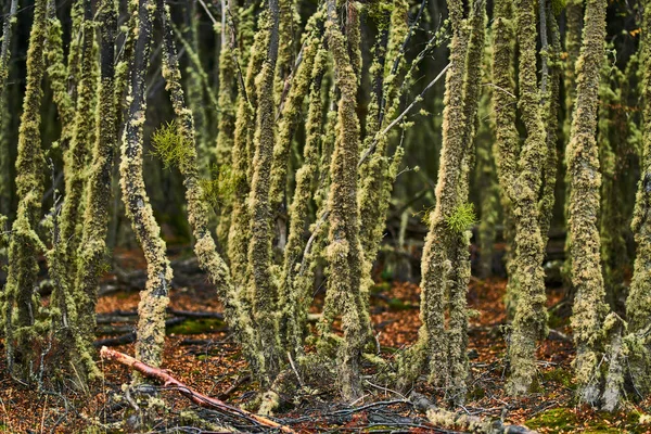 Abgebrochene Bäume und abgebrochene Äste auf dem Gelände von Biberdämmen im Nationalpark Feuerland. Argentinisches Patagonien im Herbst — Stockfoto