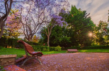 Jacaranda öncesi saat Vivieros parkında ağaçlarının çiçek açması. Valencia, İspanya