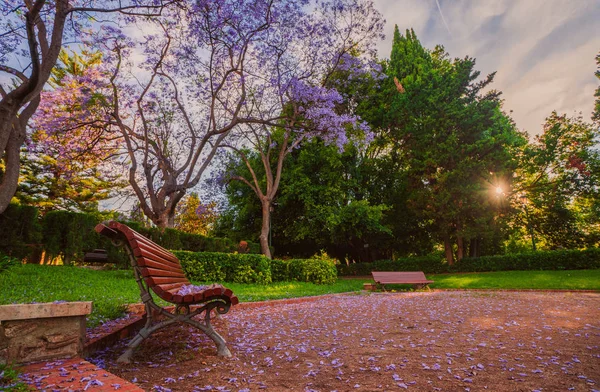 Kvetoucí stromy Jacaranda v parku Vivieros v pre-hodin. Valencia, Španělsko — Stock fotografie