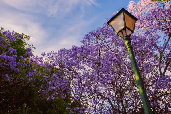 Kvetoucí stromy Jacaranda v parku Vivieros v pre-hodin. Valencia, Španělsko — Stock fotografie
