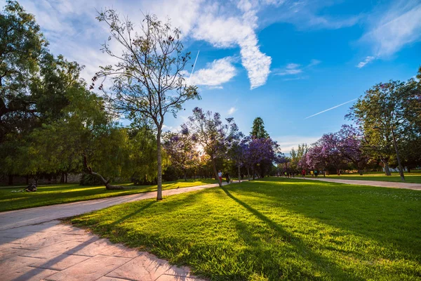 Çiçeklenme öncesi saat Turia park ağaçlarda. Valencia, İspanya