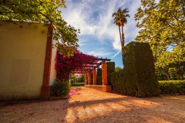 Çiçekli ağaçlar öncesi saat Vivieros parkında. Valencia, İspanya