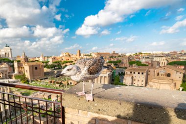 Roma 'daki antik kalıntıların tepesine tünemiş bir martı, doğa ve tarihi çarpıcı bir siluete karşı harmanlıyor..