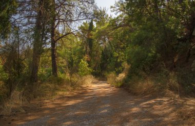 Deniz kum bahar bir ormanda yol