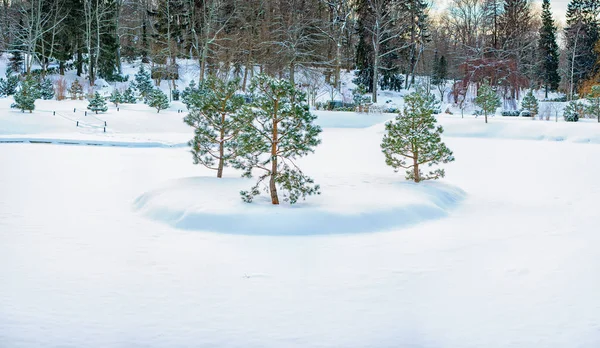 Árvores em pomar cobertas de neve no dia de inverno — Fotografia de Stock