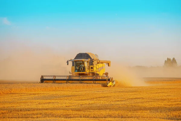 Комбайн, що працює на пшеничному полі — стокове фото