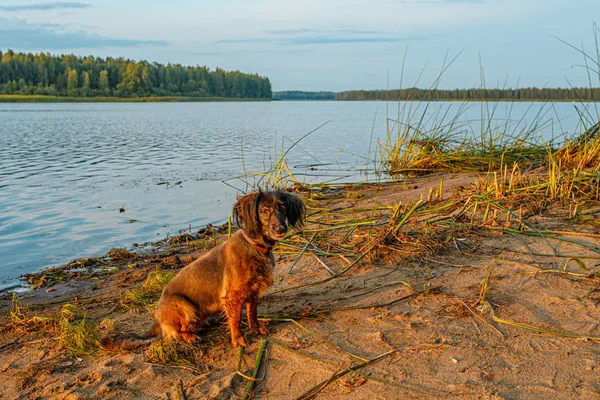 Retrato de un perro al atardecer. En el agua jugó — Foto de Stock