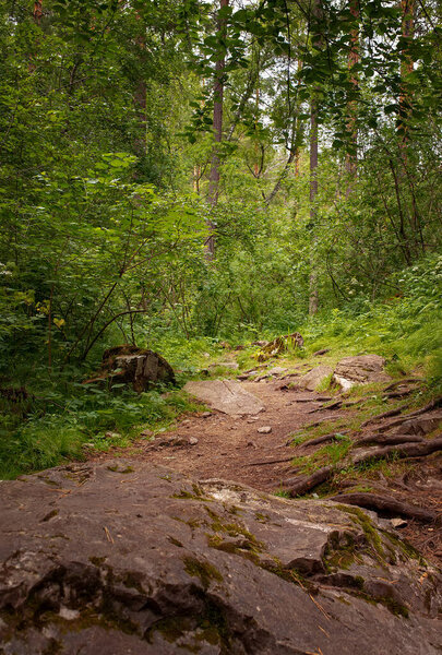 beautiful country road that runs along a forest in the mountains of Altay