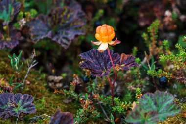 Norveç bulut-çilek. yenilebilir berry