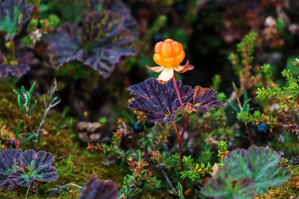 Norveç bulut-çilek. yenilebilir berry