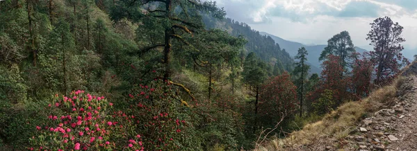 Гималайские горы, Непал. Цветущие рододендроны . — стоковое фото