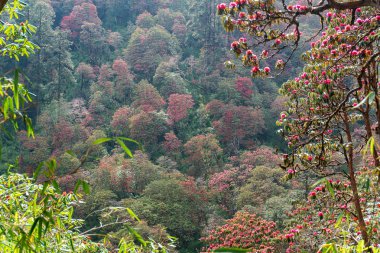Himalaya Dağları, Nepal. Çiçekli orman gülleri.