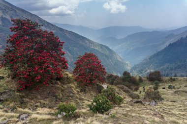 Himalaya Dağları, Nepal. Çiçekli orman gülleri.