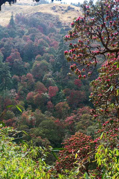 Himalaya Dağları, Nepal. Çiçekli orman gülleri.