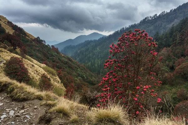 Гималайские горы, Непал. Цветущие рододендроны . — стоковое фото