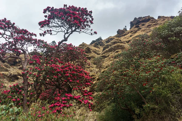 Himalaya Dağları, Nepal. Çiçekli orman gülleri.