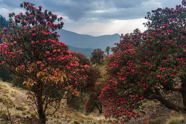 Himalaya Dağları, Nepal. Çiçekli orman gülleri.