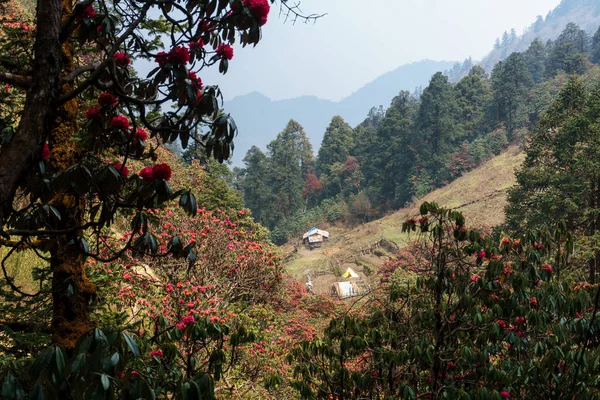 Непале Цветущие Рододендроны Панорама Гималайских Гор — стоковое фото