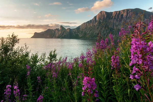 Norway. Landscape with flowers — Stock Photo, Image