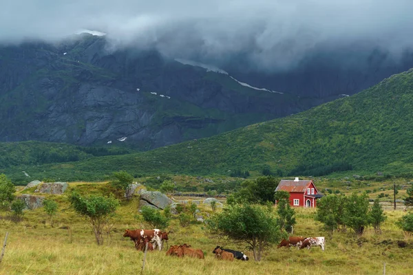 Kuzey Norveç'in tipik peyzaj