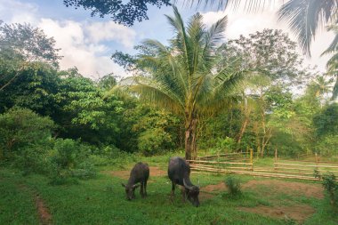 Orman Köyü Palawan Adası, Filipinler