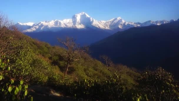 尼泊尔 黎明灯光下的达乌拉吉里山雪白的山峰 — 图库视频影像