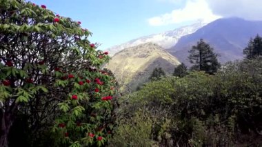 Nepal. Annapurna bölgesi. Orman gülleri çiçekli dağ yamaçlarında bahar.