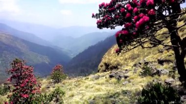 Nepal. Annapurna bölgesi. Orman gülleri çiçekli dağ yamaçlarında bahar.