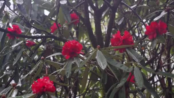 Nepal Kreis Annapurna Frühjahrsblüte Der Rhododendron Berghängen — Stockvideo