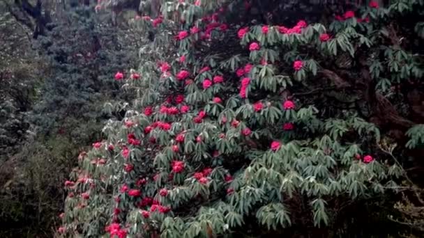 Nepal Annapurna Distriktet Våren Blomning Rhododendron Bergssluttningar — Stockvideo