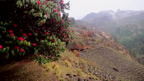 Nepal Distrito Annapurna Floración Primaveral Rododendros Laderas Montaña — Vídeos de Stock