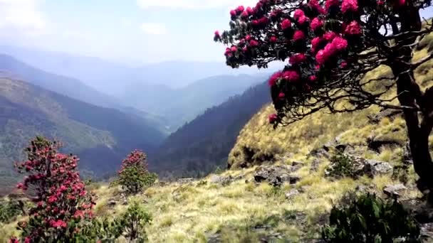 尼泊尔 安娜普尔纳区山坡上杜鹃的春季开花 — 图库视频影像