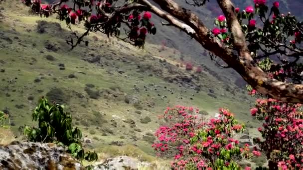 Nepal Annapurna District Spring Flowering Rhododendrons Mountain Slopes — Stock Video