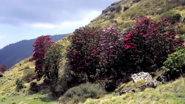 ネパール アンナプルナ地区 山の斜面に春のシャクナゲの開花 — ストック動画