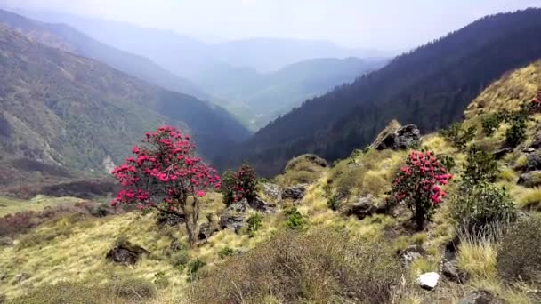 Nepal Distretto Annapurna Fioritura Primaverile Dei Rododendri Sui Pendii Montani — Video Stock