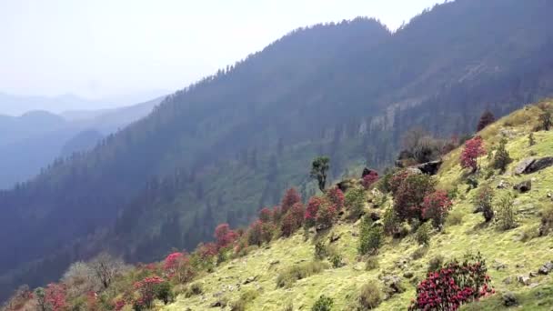 Nepal Distretto Annapurna Fioritura Primaverile Dei Rododendri Sui Pendii Montani — Video Stock