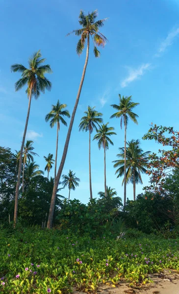 Filipinler. denizde palmiye ağaçları
