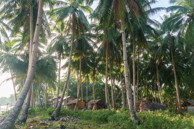 Filipinler. denizde palmiye ağaçları. Palawan Adası.