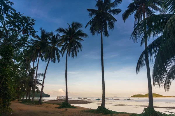 Filipinler. denizde palmiye ağaçları. Palawan Adası.