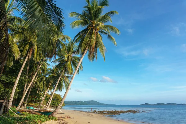 Filipinas. palmeiras no mar. Ilha Palawan . — Fotografia de Stock