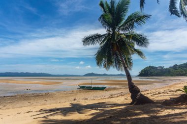 Filipinler. denizde palmiye ağaçları. Palawan Adası.