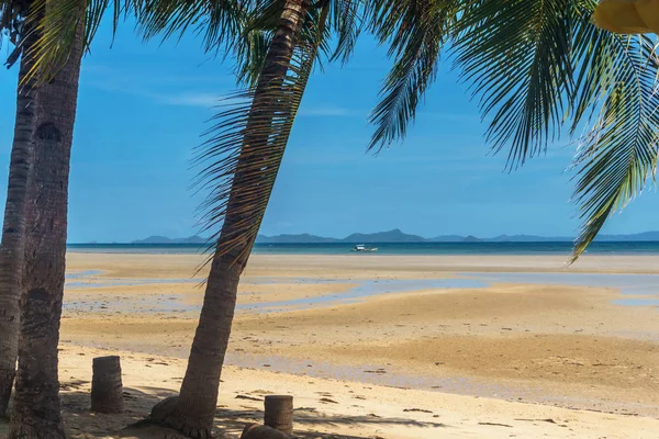 Filipinler. denizde palmiye ağaçları. Palawan Adası.