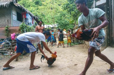 Filipinler'de geleneksel eğlence horoz dövüşü olduğunu. 2018 yılı