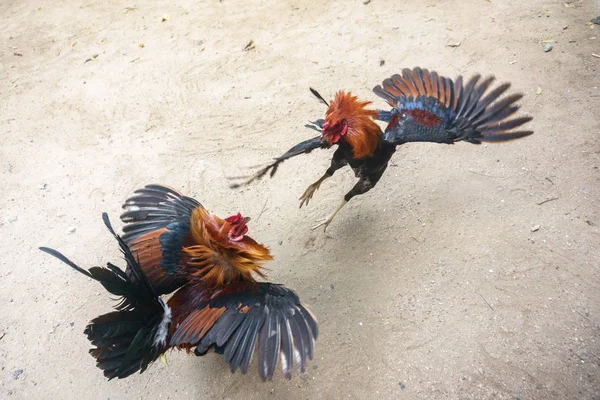 Filipinler'de geleneksel eğlence horoz dövüşü olduğunu. 2018 yılı