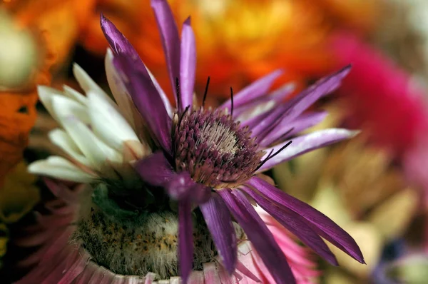 Sušená Květina Detailním Šarlatové Květy Malá Hloubka Ostrosti — Stock fotografie