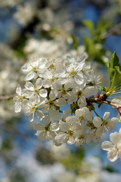 Saison Printemps Profondeur Champ Faible — Photo